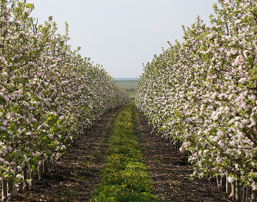 Orchard